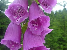 N�prstn�k �erven�