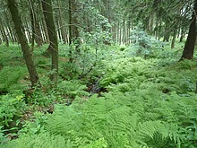 Horsk� pot��ek